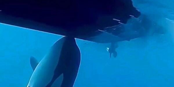 orcas ibéricas